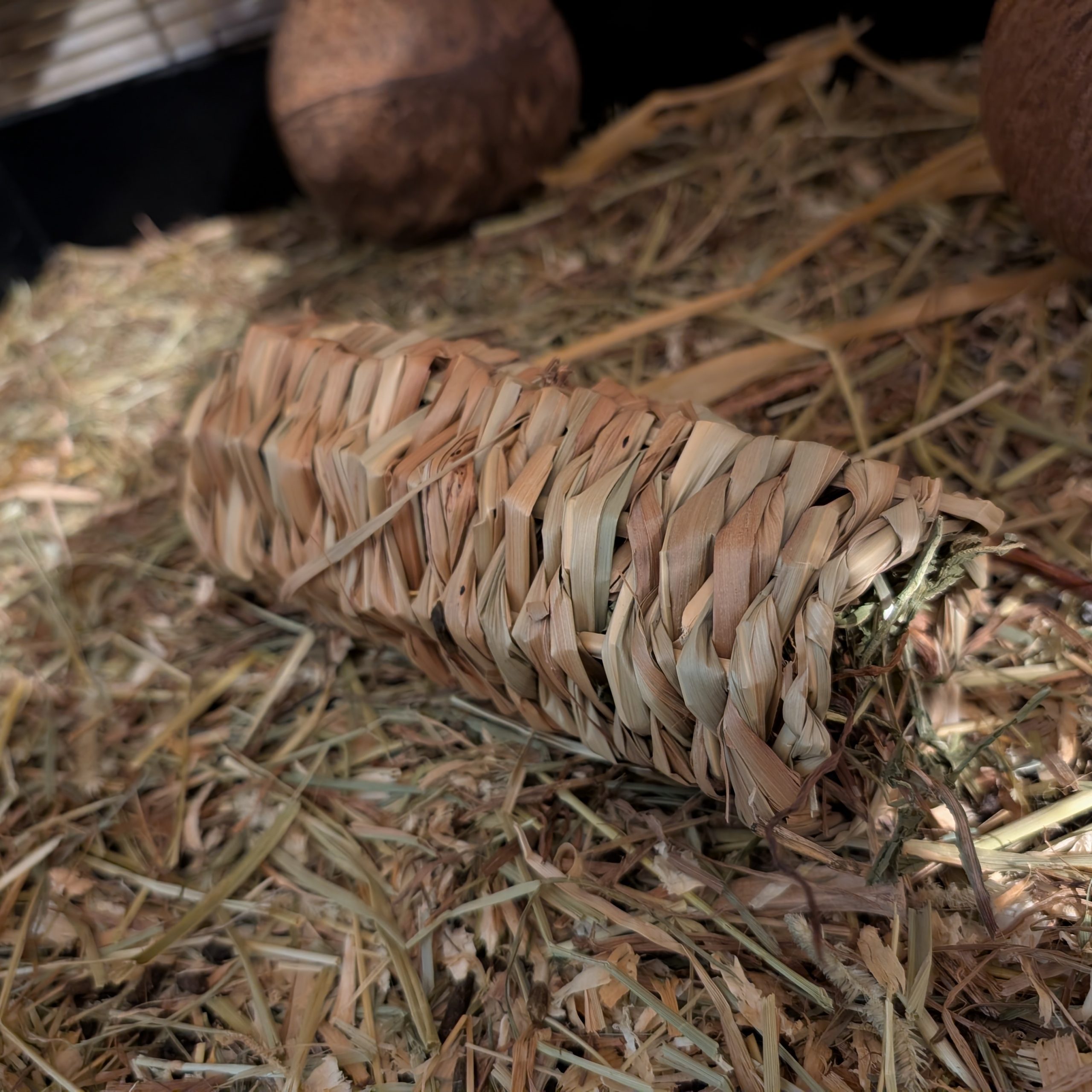 Dandelion Seagrass Tube - Image 3