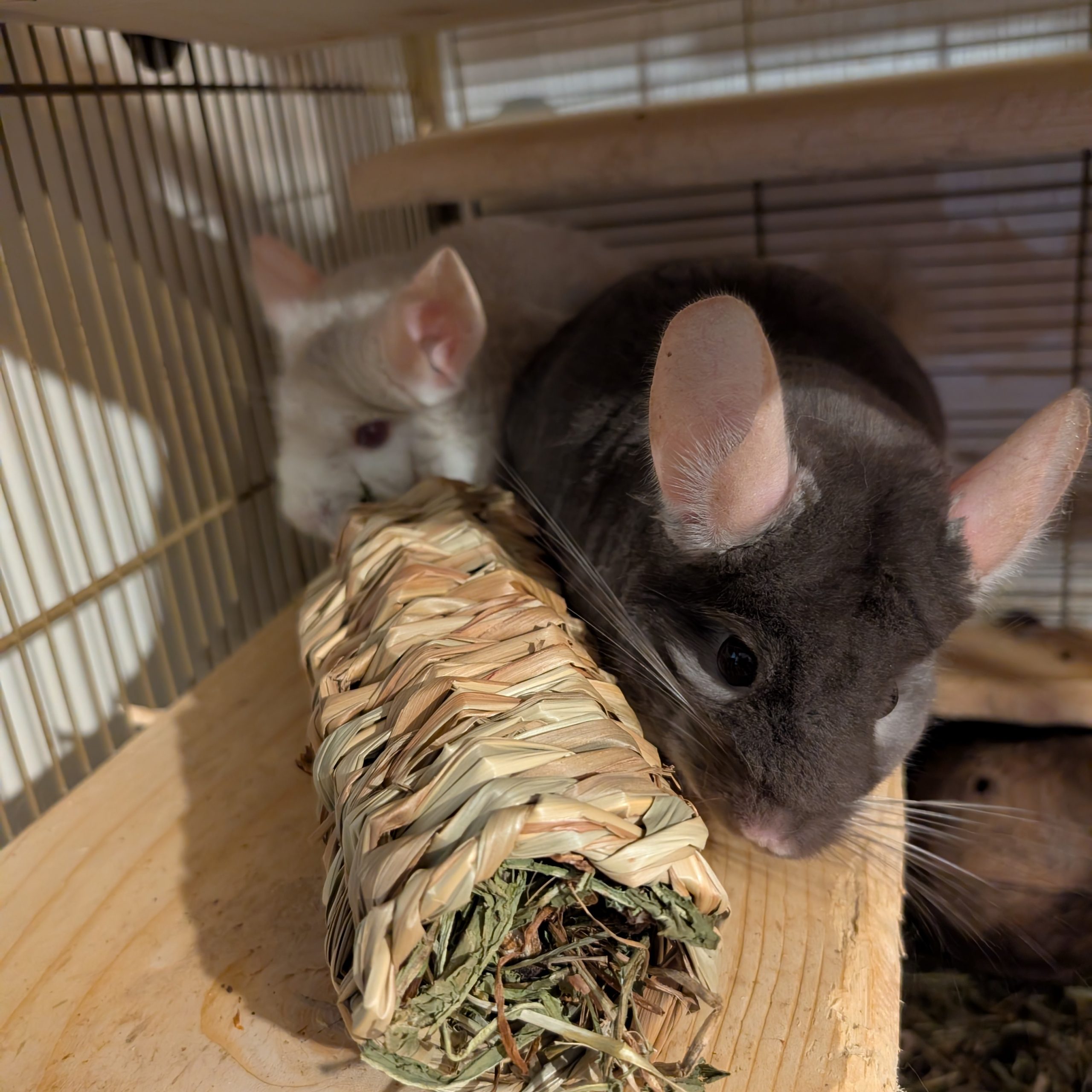 Dandelion Seagrass Tube - Image 4