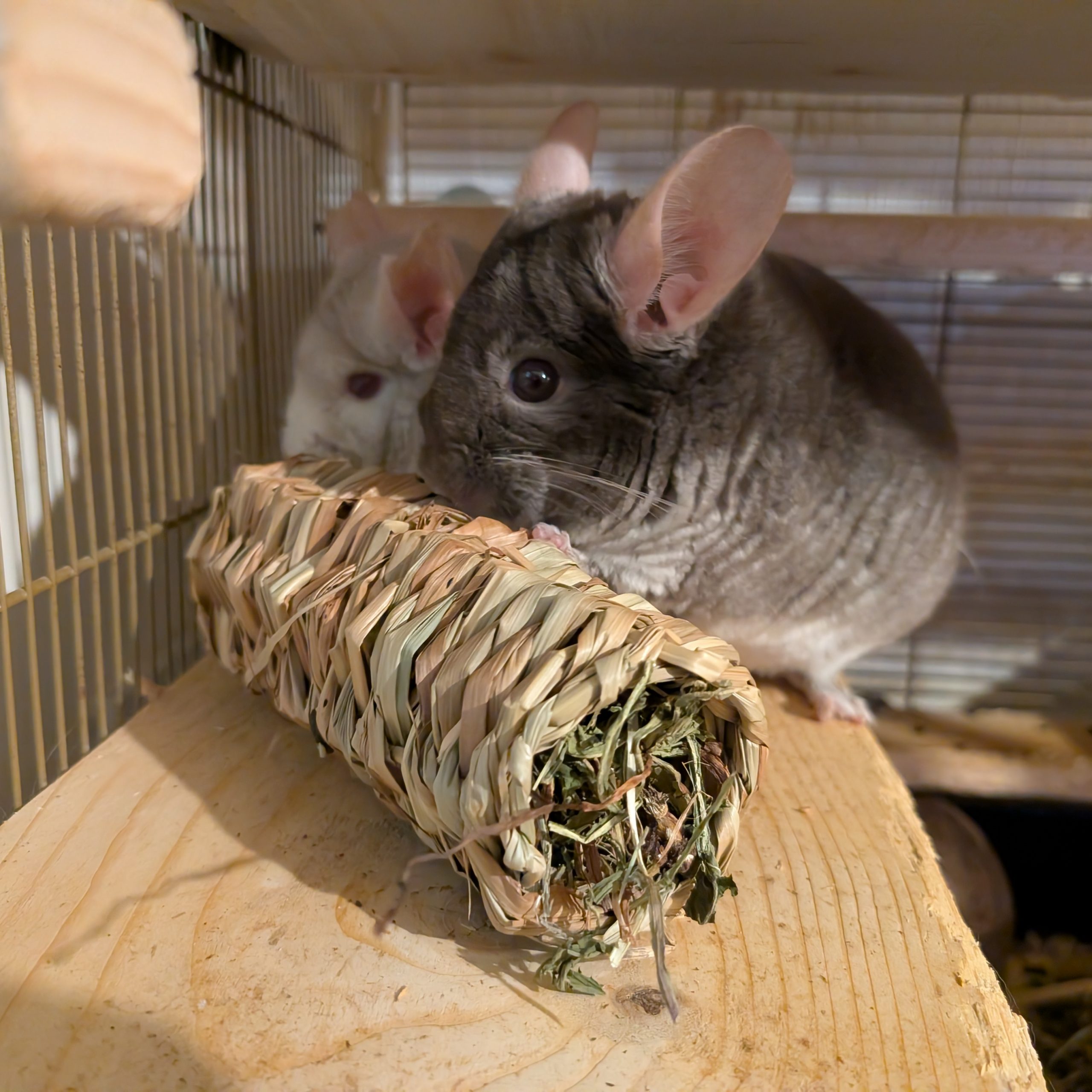 Dandelion Seagrass Tube - Image 2