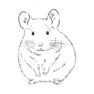 Chinchilla